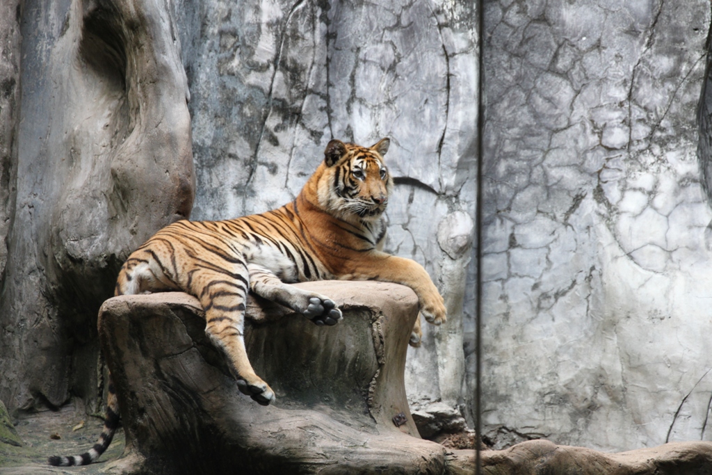 Thailandia Bangkok zoo